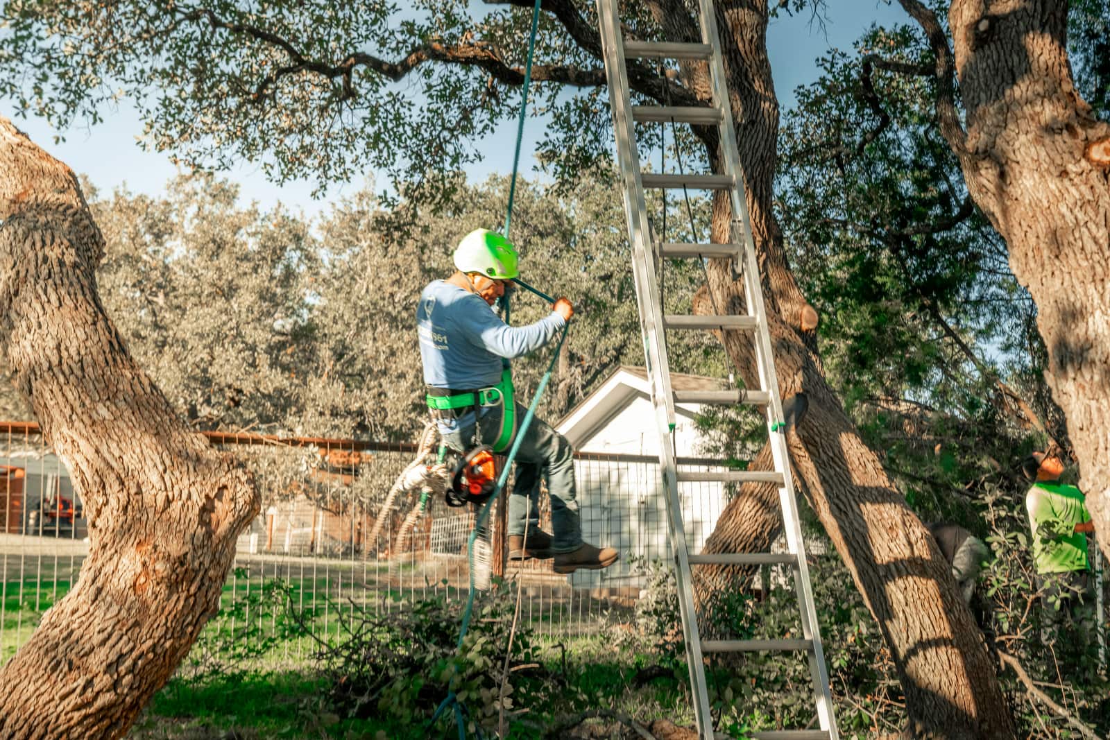 Completed tree service project in Austin TX
