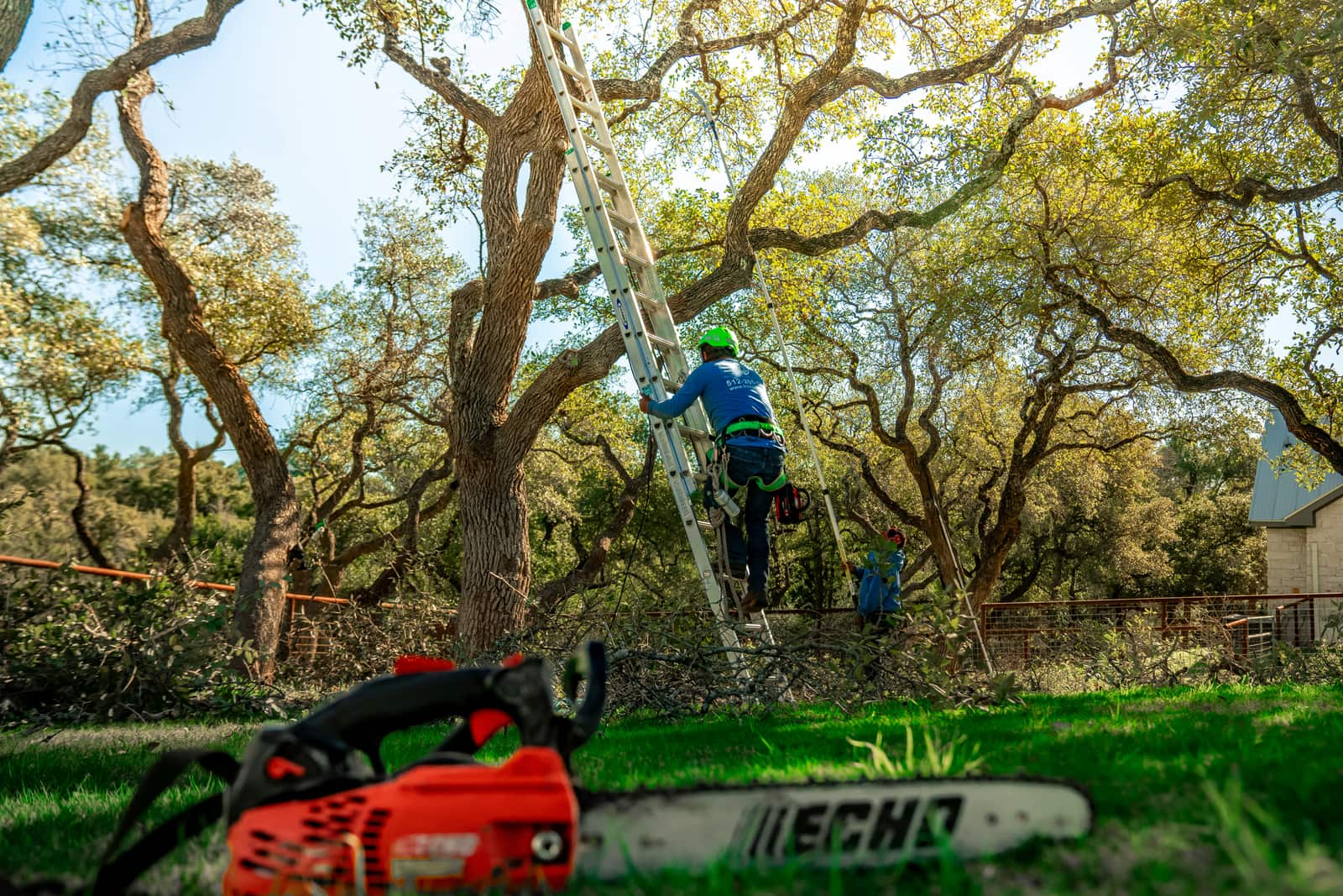 Tree care work in Austin TX