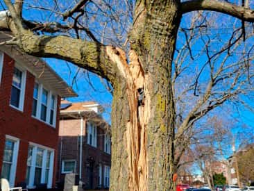 Emergency tree services 24/7 Austin