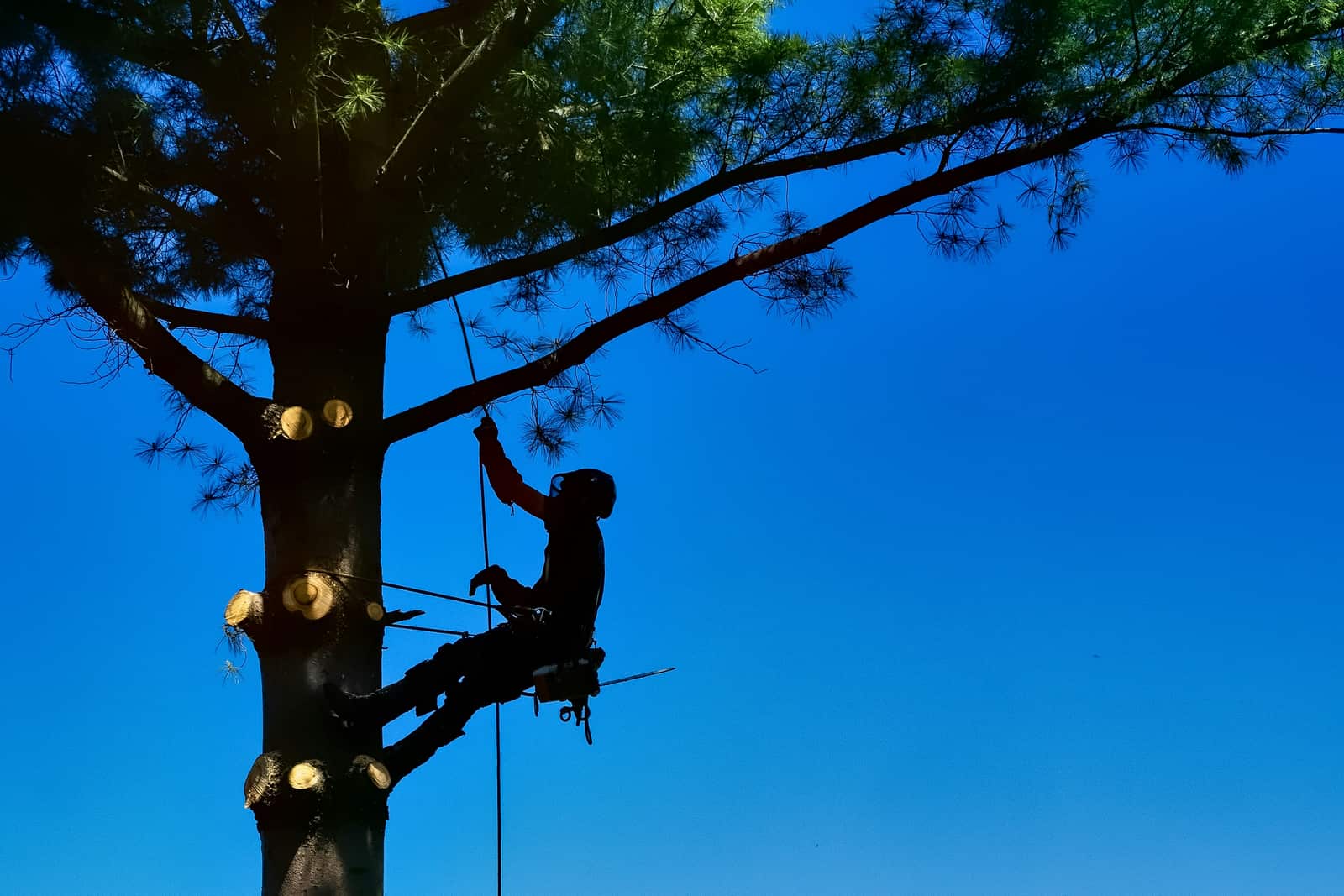 Legacy Tree Program — native Texas tree planting