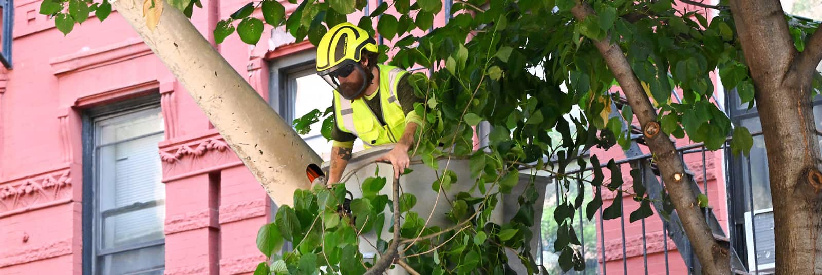 Tree planting service in Austin TX