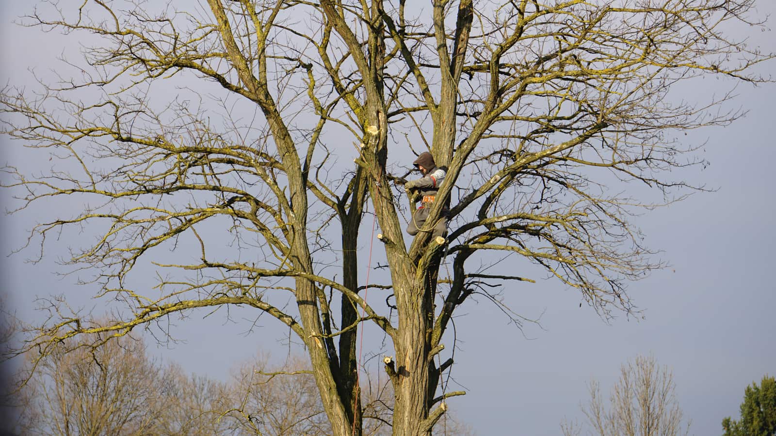 Tree pruning and trimming in Austin