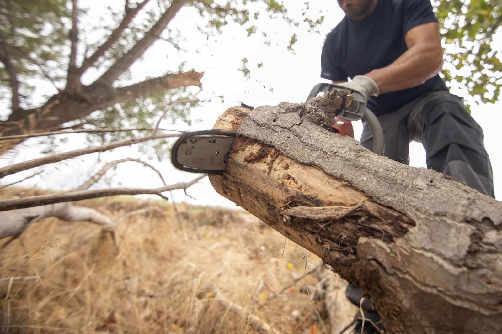Tree removal service in Austin TX